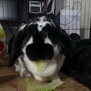 Meet your Posher, Gianna